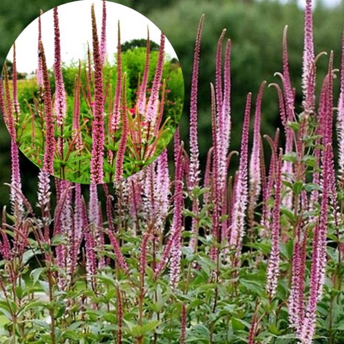 Veronicastrum virginicum 'Erika' - Virgiinia männasmailane 'Erika' P9/0,55L